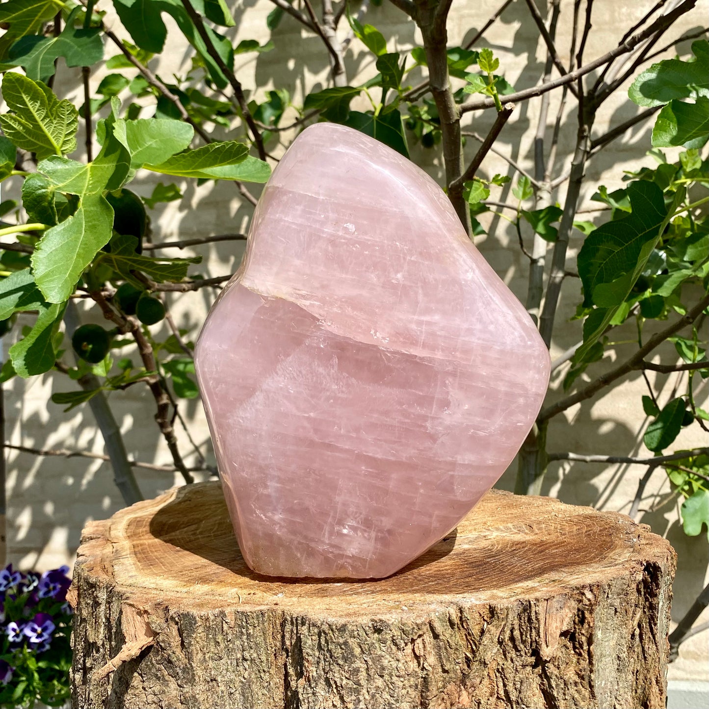 Polerad Rose Quartz statyett - 33 cm / 11,4 kg Polerad Rose Quartz statyett - 33 cm / 11,4 kg