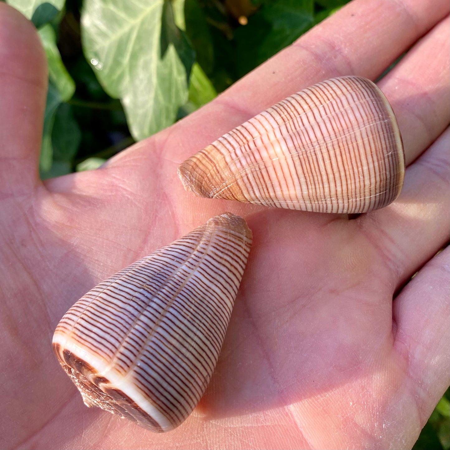 Conus Figulinus - konkylie Conus Figulinus - konkylie