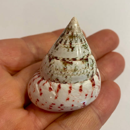 Tectus conus strawberry  - 4 cm