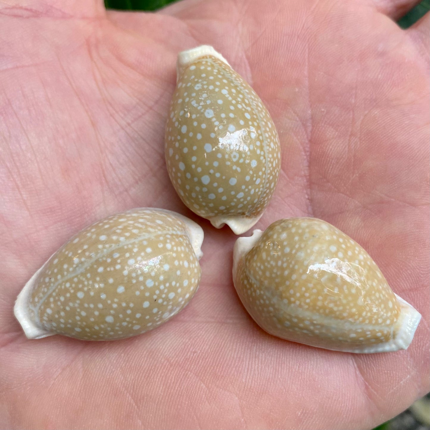 Cowrie, Cyprea Milliaris - konkylie Cowrie, Cyprea Milliaris - konkylie