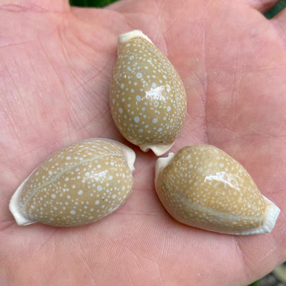 Cowrie, Cyprea Milliaris - konkylie