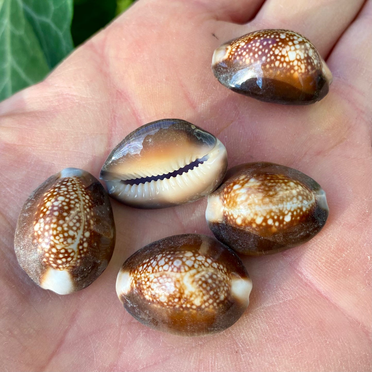 Cowrie, Ormens huvud - snäckskal Cowrie, Ormens huvud - snäckskal