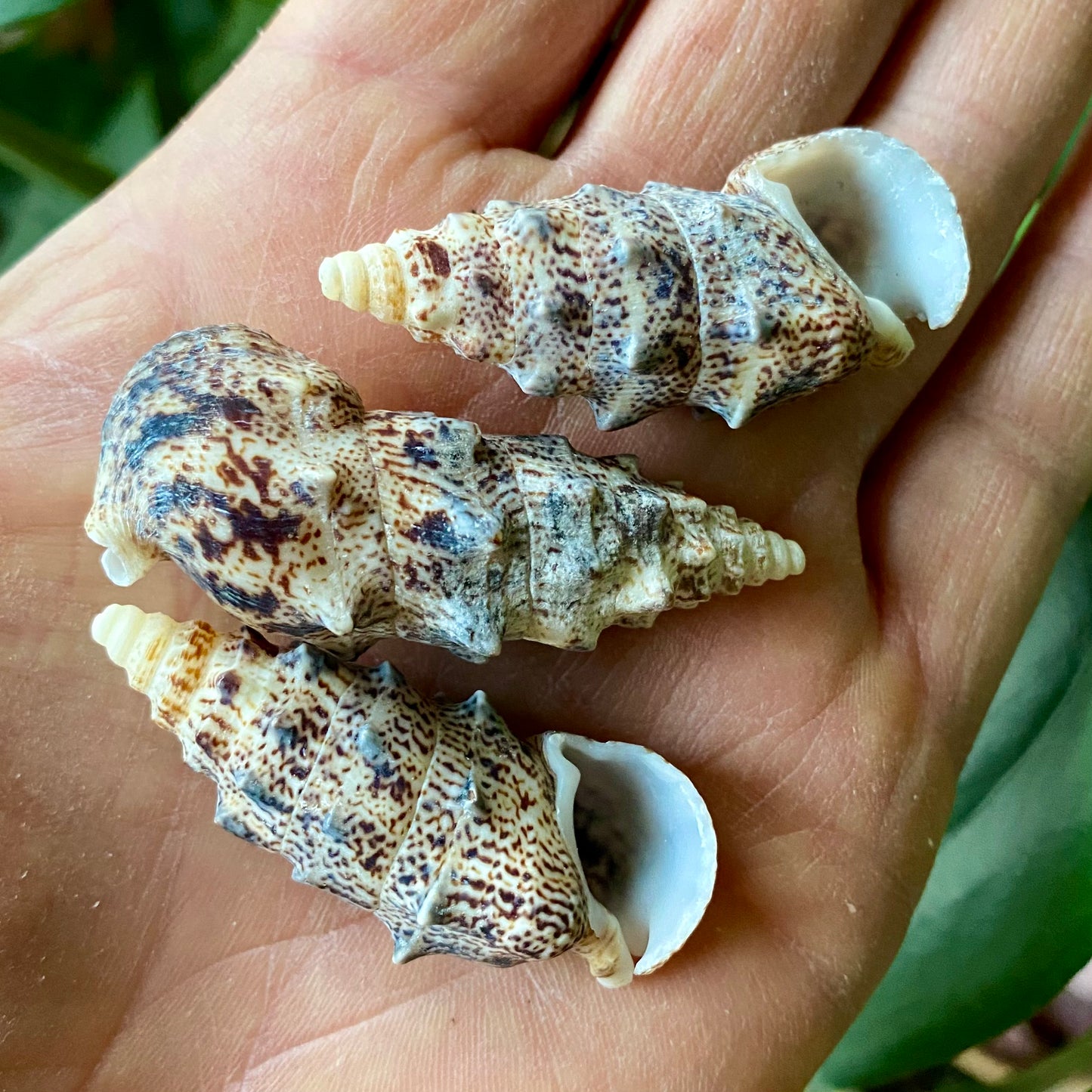 Aluco, Cerithium Nodulosum, Bulutung - konkylie Aluco, Cerithium Nodulosum, Bulutung - konkylie