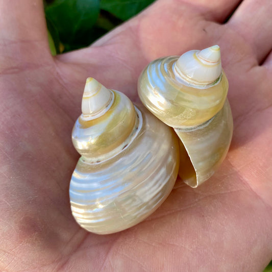 Billede af Turbo guld, pärlfärgad - conch