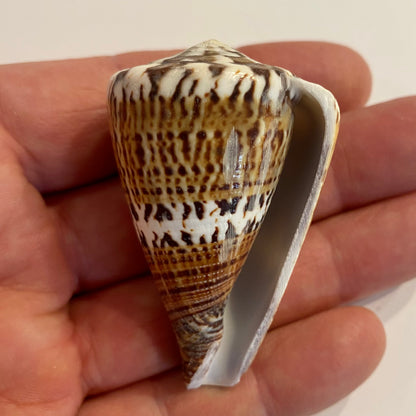 Conus capitanus - 6 cm