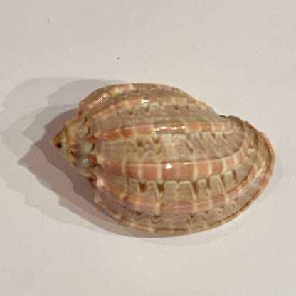 Harpa Davidis 6 cm - Madagaskar