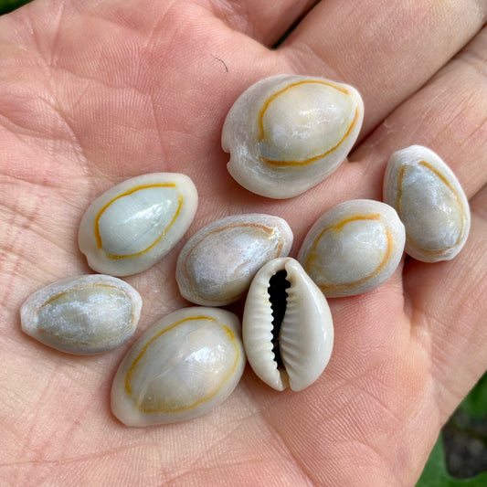 Billede af Cowrie, Sigay Guldring - Naturlig, 3 st - konkyla