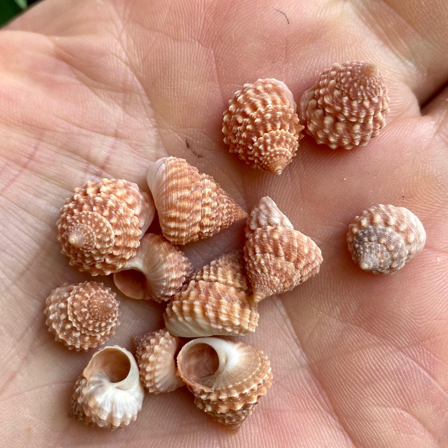 Strawberry Echinella 10 st - conch Strawberry Echinella 10 st - conch