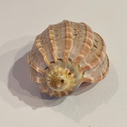 Harpa Davidis 6 cm - Madagaskar