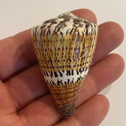 Conus capitanus - 6 cm