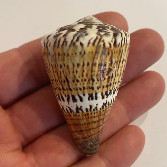 Billede af Conus capitaneus  - 6 cm