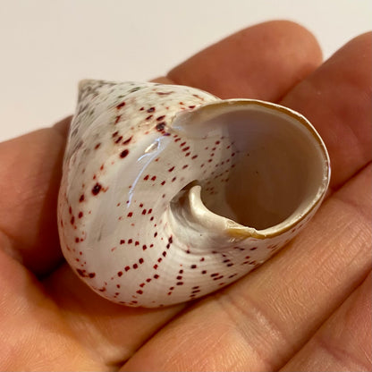 Tectus conus strawberry  - 4 cm