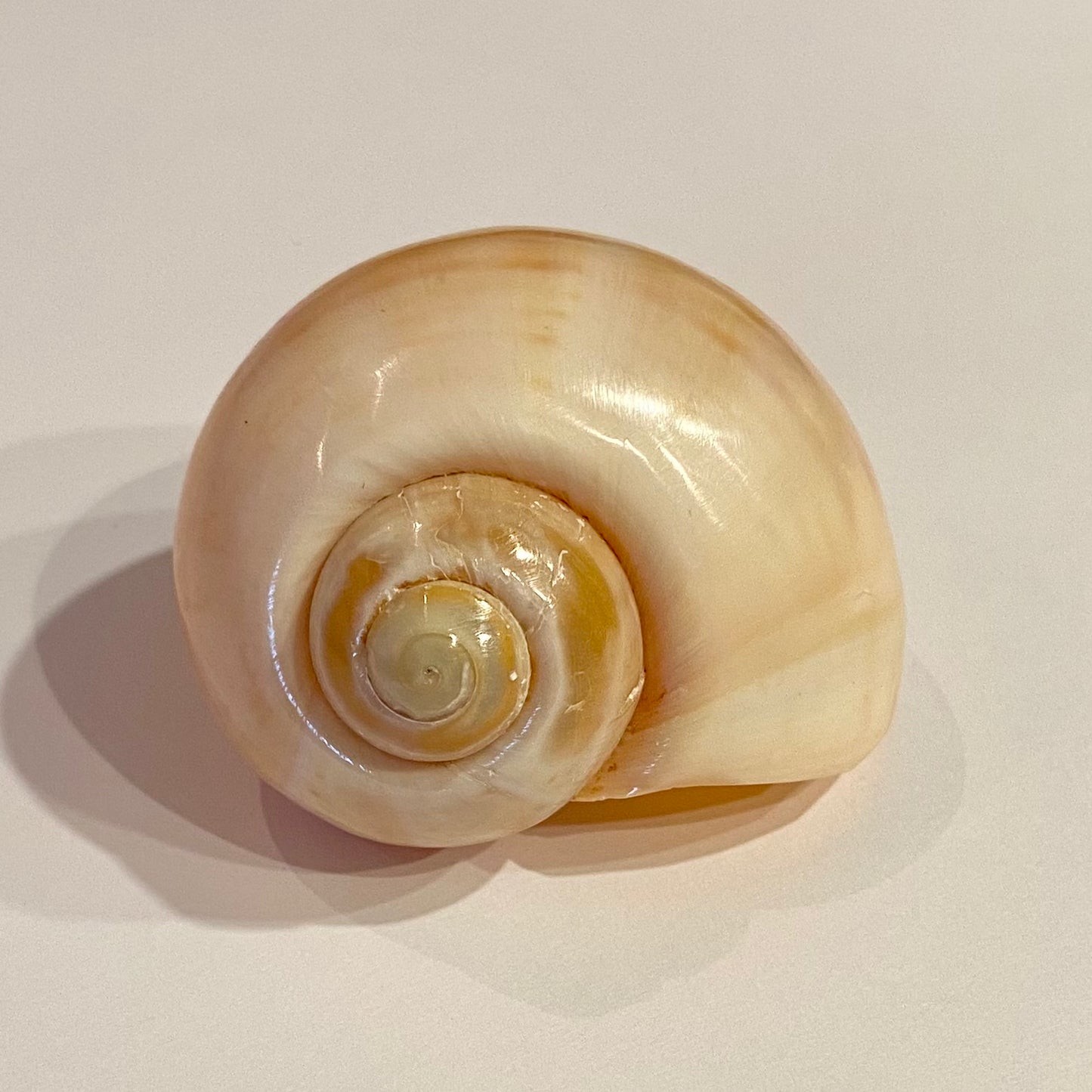 Pomacea Paludosa 5,5 cm - gul Pomacea Paludosa 5,5 cm - gul