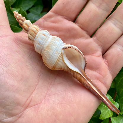 Fusinus Colus Spindel - conch skal