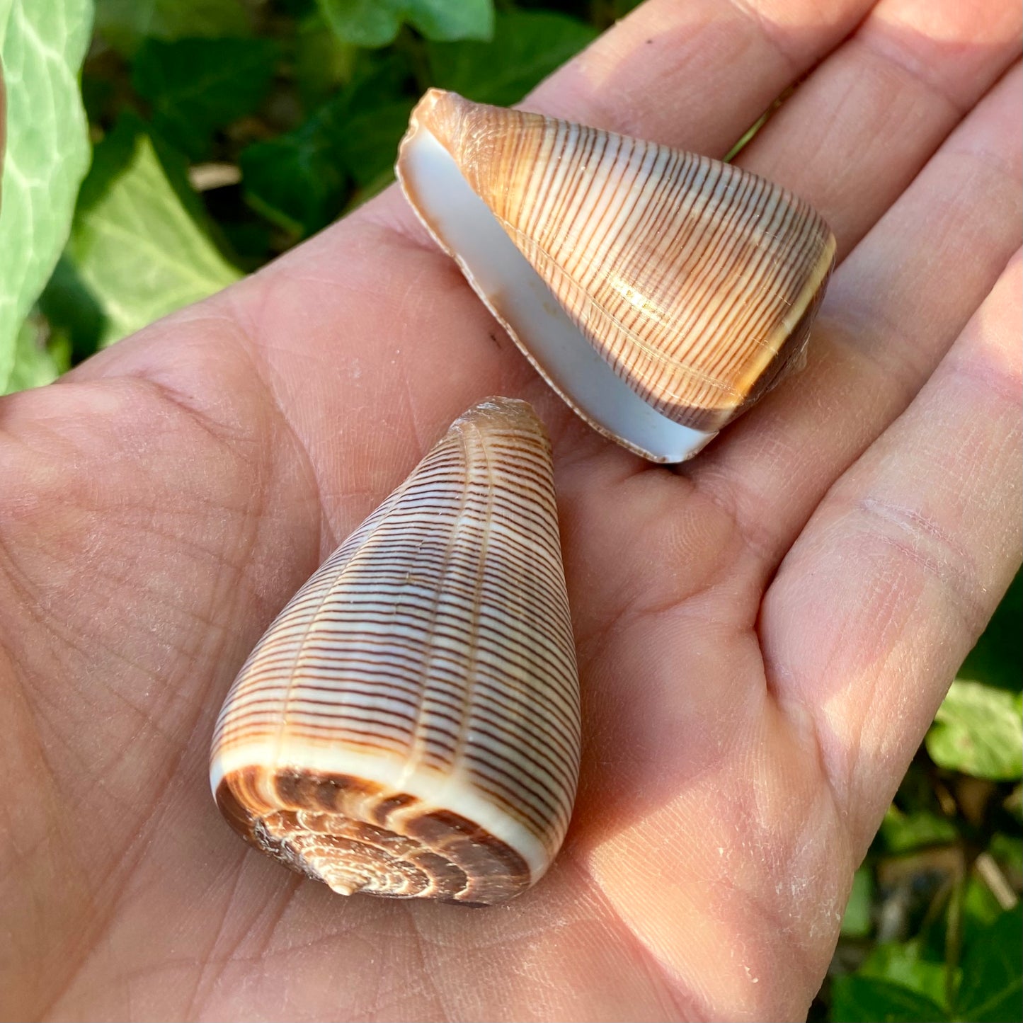 Conus Figulinus - konkylie Conus Figulinus - konkylie