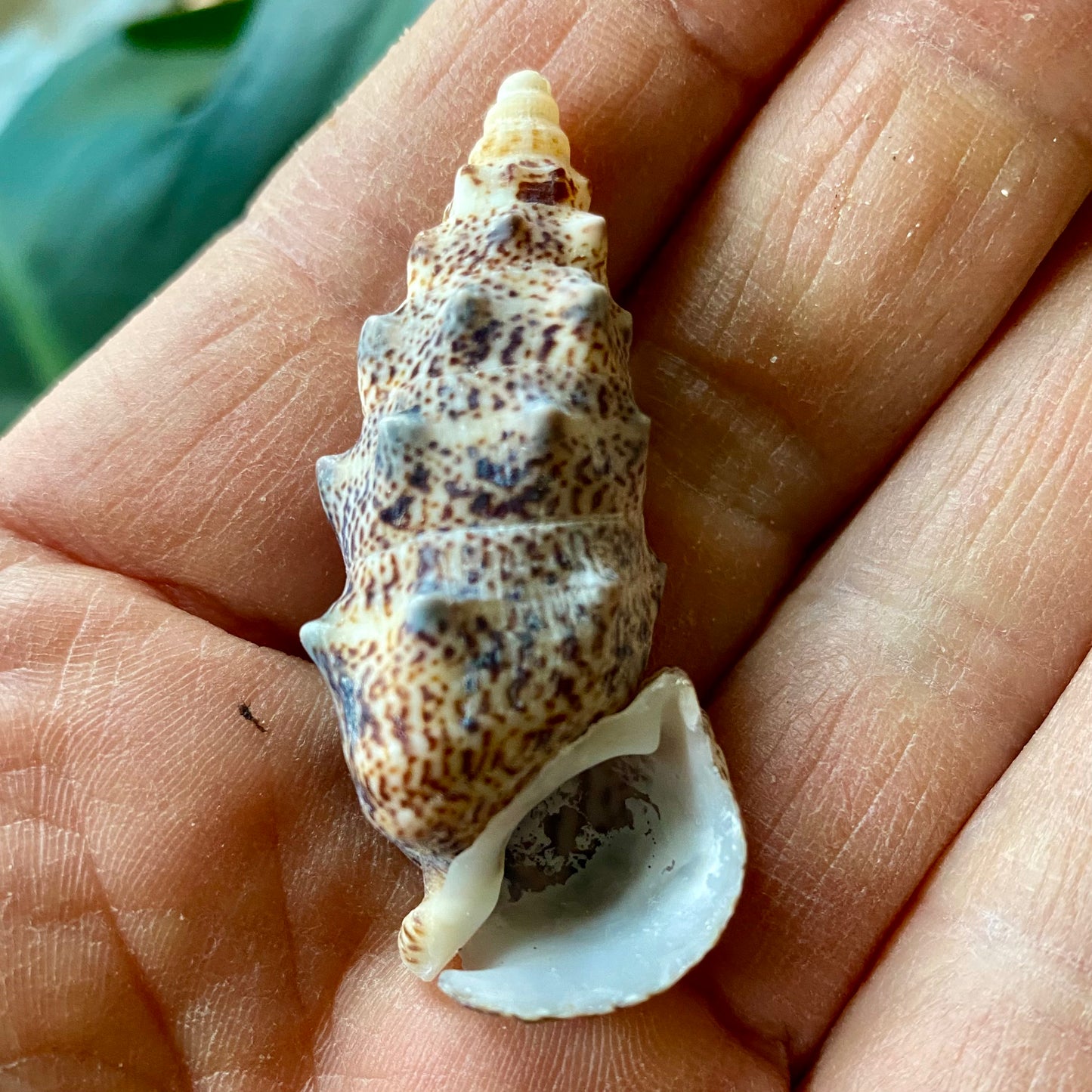 Aluco, Cerithium Nodulosum, Bulutung - konkylie Aluco, Cerithium Nodulosum, Bulutung - konkylie