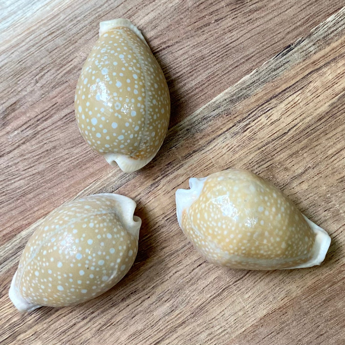 Cowrie, Cyprea Milliaris - konkylie Cowrie, Cyprea Milliaris - konkylie