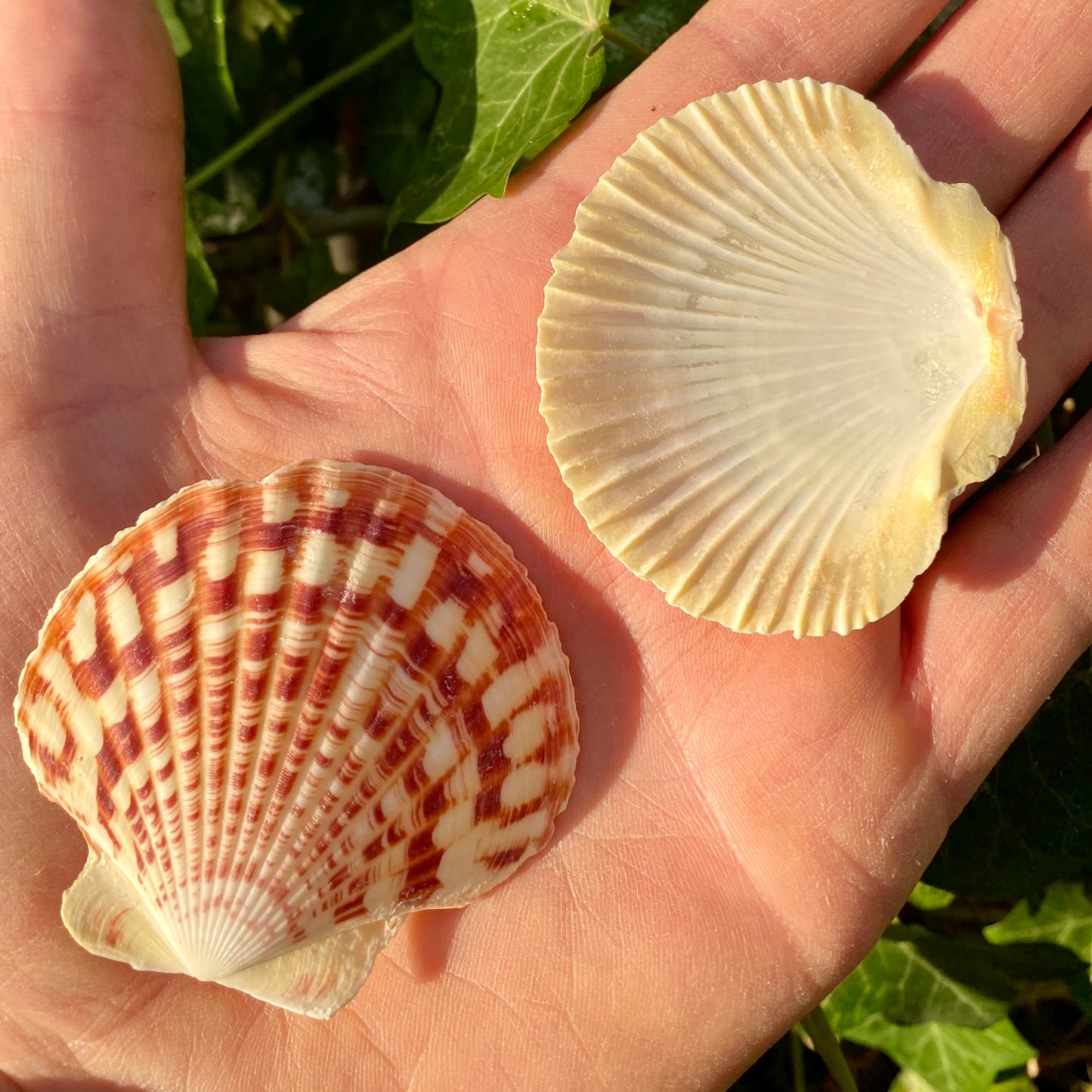 Macarense, king scallop - muslingeskal Macarense, king scallop - muslingeskal