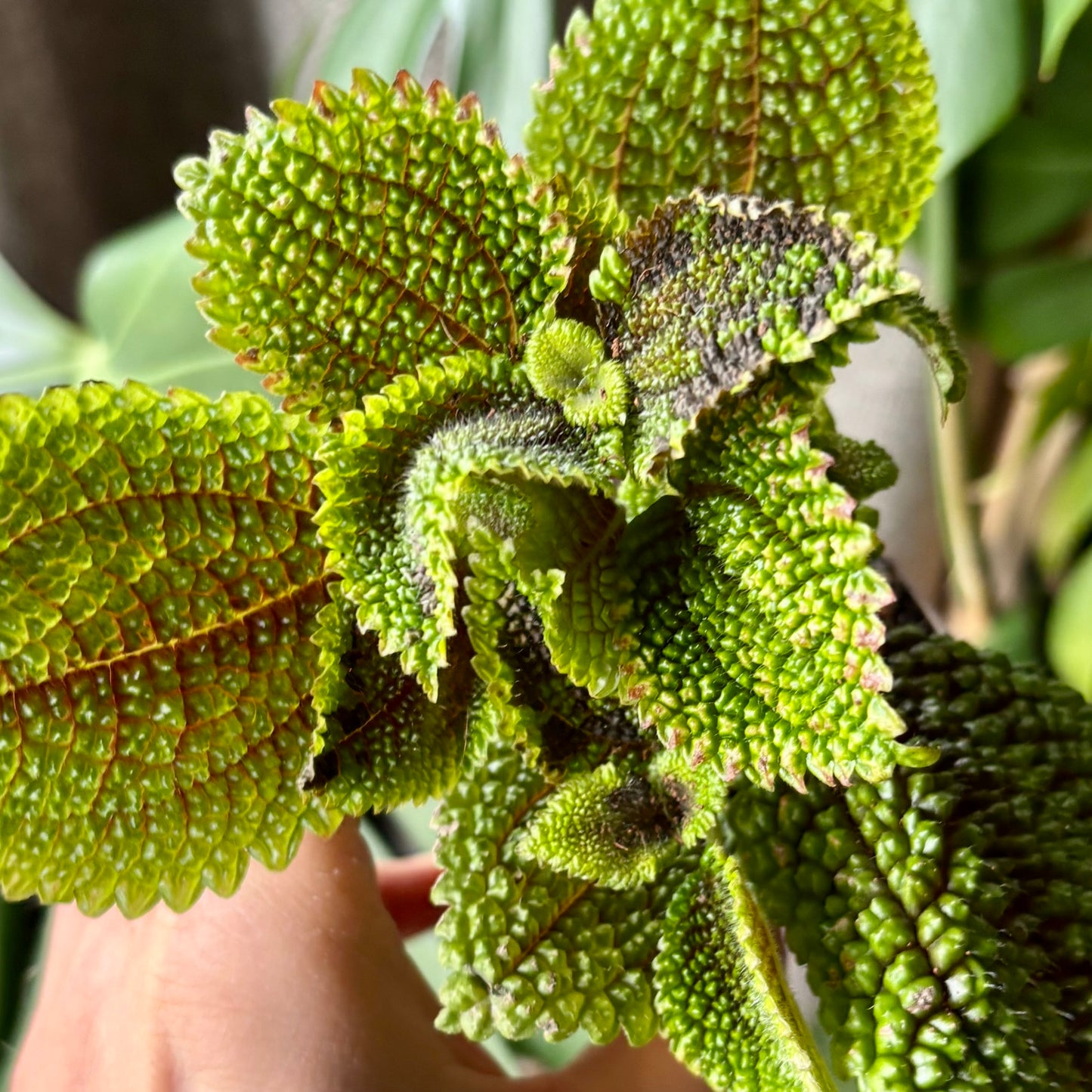 Plante - Pilea mollis Moon Valley Plante - Pilea mollis Moon Valley