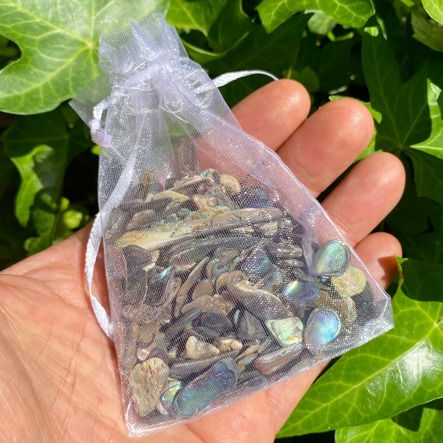 Paua skal 100 gram Paua skal 100 gram